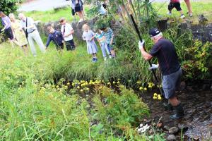 Helping the ducks along the brook